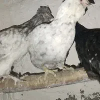 مرغ گلین طوسی