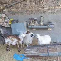 ۴عدد میش آبستن وجوان دونه ۱۲۵۰۰