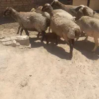 ۸ راس میش کج دندون بدون بره