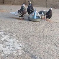 ساده