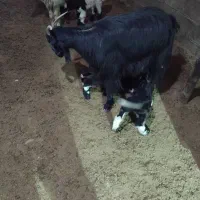 بز کهره دار|حیوانات مزرعه|دشمن زیاری, |دیوار