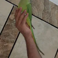 طوطی ملنگو ماده