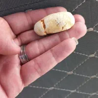 انگشتر