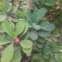 گل مرجان|گل و گیاه طبیعی|تهران, هاشم‌آباد|دیوار