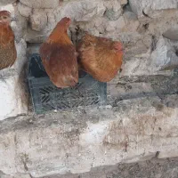 مرغ جوان ۸ماه|حیوانات مزرعه|قزوین, |دیوار