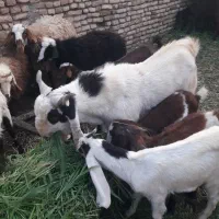 بزغاله پاکستانی نراصیل