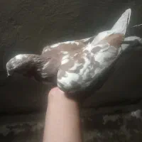 فروش کبوتر|پرنده|سمنان, |دیوار