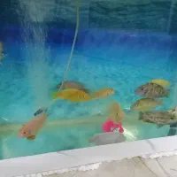 14عدد ماهی گوشتخوار|ماهی|یزد, |دیوار