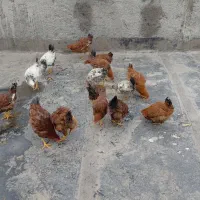 جوجه خروس و مرغ|حیوانات مزرعه|مشهد, یاس|دیوار