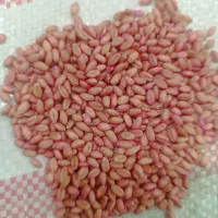 گندم بذری بوجار شده رقم کلاته