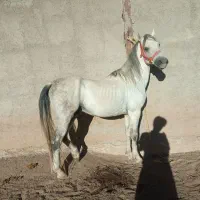 اسب|اسب و تجهیزات اسبسواری|جوانرود, |دیوار