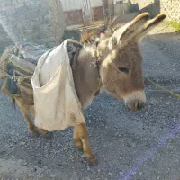 خر۶ساله نرینه اخته