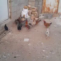 مرغ خروس|حیوانات مزرعه|سرپل ذهاب, |دیوار