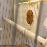 مرغ عشق رنگ خاص با جوجه|پرنده|قزوین, |دیوار