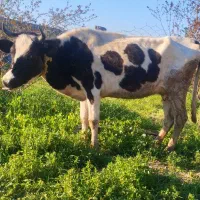 گاو دورگه هلشتاین بدون گوساله یک شکم زاییده