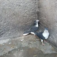 یک جفت کفتر نر و ماده ساده سیاه کاکولی|پرنده|قائن, |دیوار