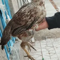 عروس هلندی و مرغ لاری|پرنده|قیدار, |دیوار