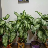 فروش گل و گیاه آپارتمانی