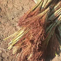 جارو ذرتی درجه یک فقط بسته نشده