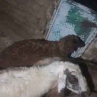 گوسفند داشتی و بره نر
