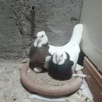 چند جفت طوقی