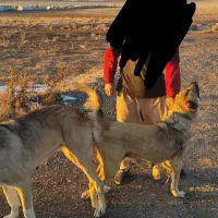 سگ سرابی اصیل