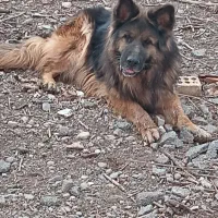 سگ نگهبان