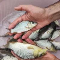 غذاوماهی