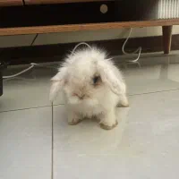 خرگوش لوپ نژاد هلندی