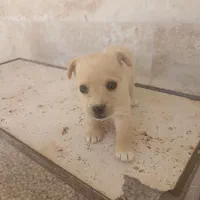 واگذاری توله شیواوا پامر غذا خور|سگ|قم, آزادگان|دیوار