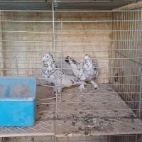 کبوتر بلندپرواز|پرنده|آران و بیدگل, |دیوار