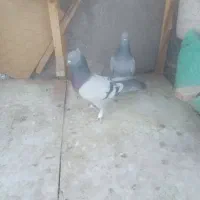 کبوتر ترک|پرنده|بم, |دیوار