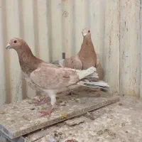 هفت رنگ زرد نرو ماده جفت