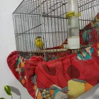 قناری ماده اماده ابلق طلایی