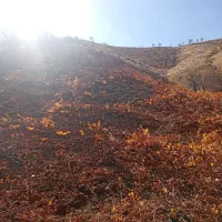 زمین کشاورزی|فروش زمین و ملک کلنگی|کامیاران, |دیوار