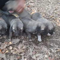 سگ سرابی اصیل|سگ|سراب, |دیوار