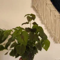 قلمه گل|گل و گیاه طبیعی|دهدشت, |دیوار