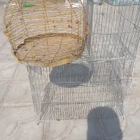 قفس