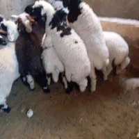 بره|حیوانات مزرعه|ماهان, |دیوار