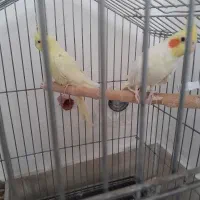 عروس هلندی|پرنده|رباط‌کریم, رباط‌کریم|دیوار