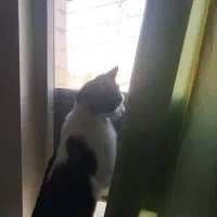 سرپرست برای گربه های خانگی