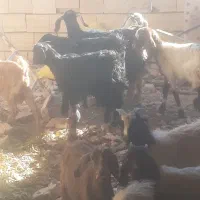 بزغاله چهارده عدد چهار عدد نر ده عدد ماده سالم|حیوانات مزرعه|سبزوار, اسلام آباد|دیوار