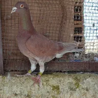 کبوتر|پرنده|شوشتر, |دیوار