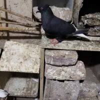 دوتا دم‌سفید گل دم قفل