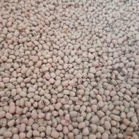 لوبیا پلو محلی ارگانیک