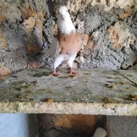 طوقی لیمو|پرنده|سرپل ذهاب, |دیوار