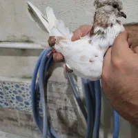 کبوترپرشی|پرنده|گرگان, |دیوار