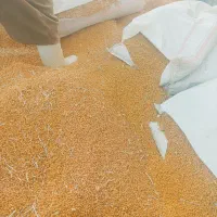 خرید نخود قرمز