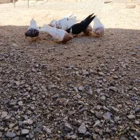 دونه ۴۰۰مقطوع|پرنده|کاشمر, |دیوار