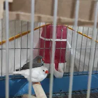 عروس هلندی جفت و باهوش|پرنده|شیراز, کوشک میدان|دیوار